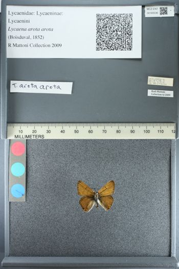 Media type: image;   Entomology 183536